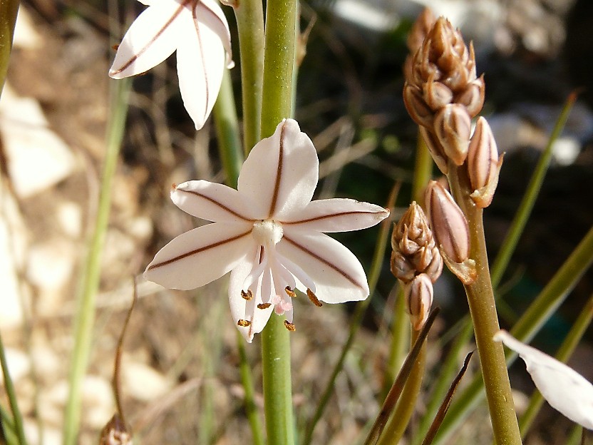 Asphodelus  fistulosus / Asfodelo fistoloso